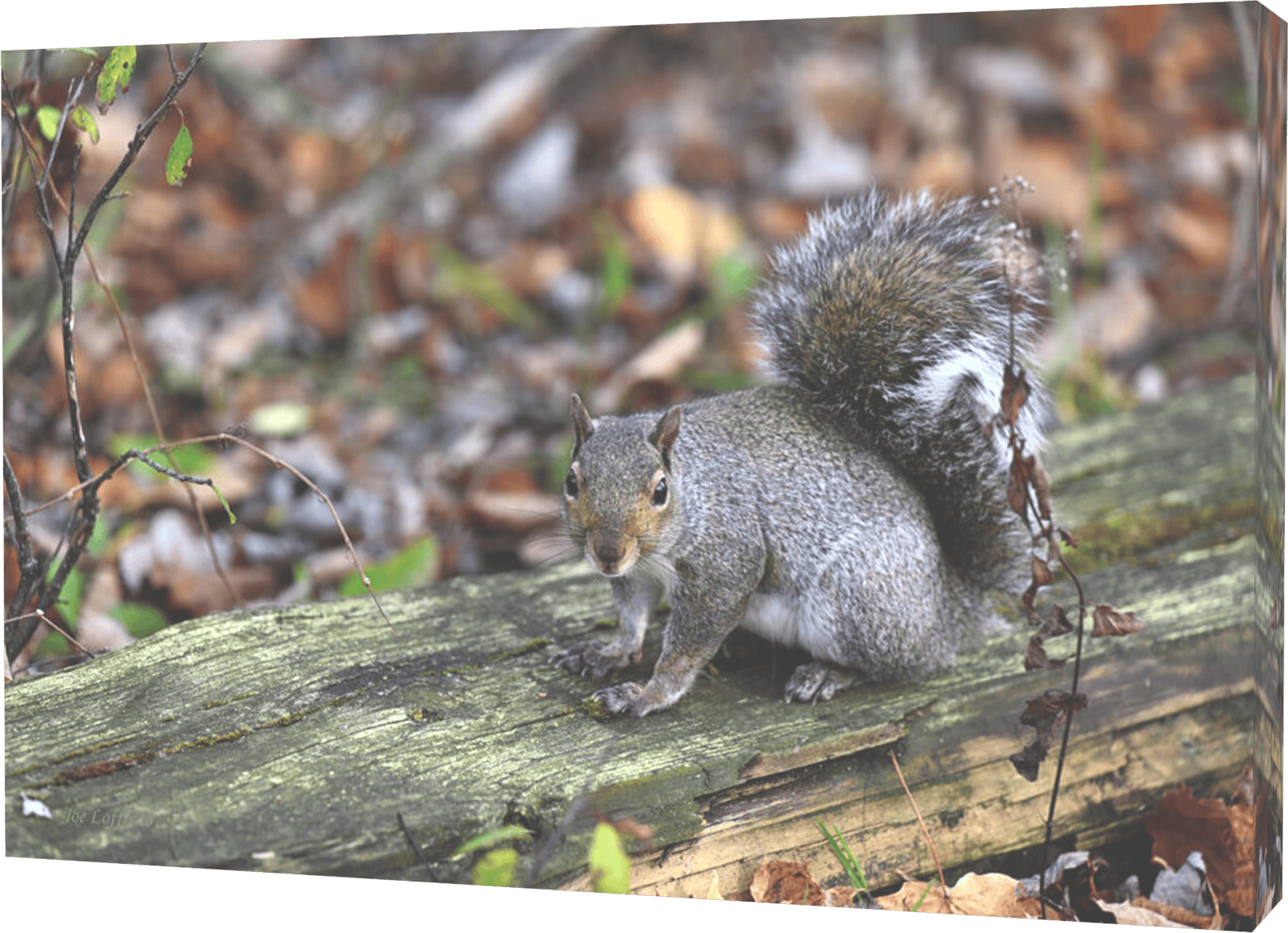 Image of a squirrel - titled Nice To Meet You