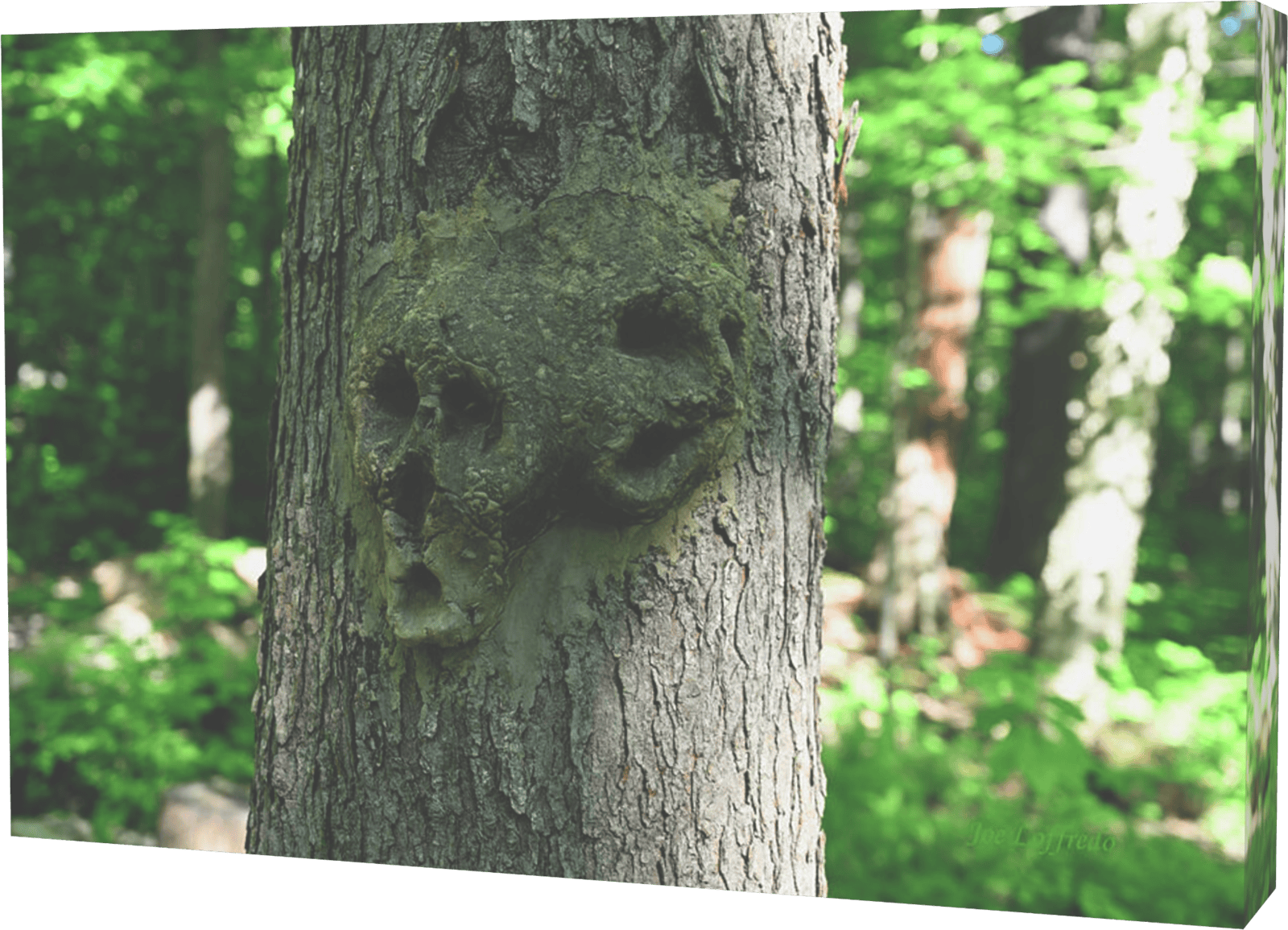 Photo of a tree that looks like faces, titled Tree Faces